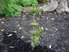 Sciadopitys verticillata