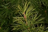 Sciadopitys verticillata