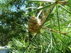 Sciadopitys verticillata