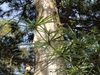 Sciadopitys verticillata