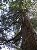 Sciadopitys verticillata