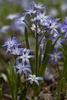 small plants with grassy leaves & pinkish blue flowers.