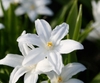 close up of white flower.