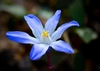 close up of blue flower.