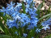 cluster of low-growing, blue-flowered bulb plants.