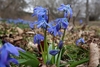 cluster of low-growing, blue-flowered bulb plants.