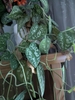 silvery green plant trailing down a bookshelf
