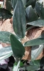 Blue-green leaves