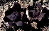 Scleroderma geaster