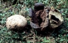 Scleroderma geaster