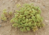 Form