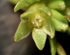 Close up of flower