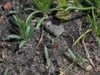 New growth