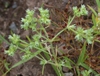 Flowers and stem