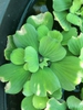 Pistia stratiotes