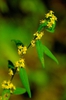 Solidago caesia