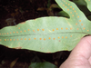 P. aureum