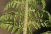 Frond rachis showing sparse chaffy scales.