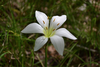 Close up of white, 6-tepaled flower with dark yellow stamens