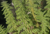 Close-up on fronds.