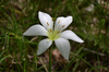 Close up of flower