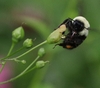 Bee on the flower