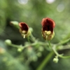 Flower detail