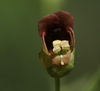 Flower detail