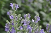 Scutellaria incana