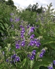 Scutellaria incana