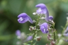 Scutellaria incana