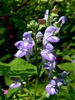 Scutellaria incana