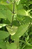 Scutellaria incana