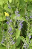 Scutellaria incana