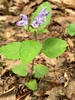 Leaves