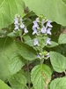 Form in Bloom
