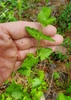 Square stem