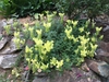 small spreading plant with yellow, 2-lipped flowers.