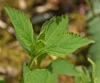 Scutellaria serrata