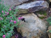 Scutellaria suffrutescens