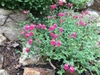 small spreading plant with red, 2-lipped flowers.