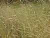 Field of rye
