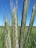 Spikes of rye