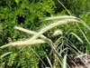 Spikes of rye