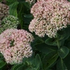 Sedum 'Autumn Joy'
