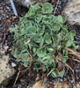 Succulent, gray-green leaves in a tight, low mound.