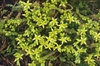 Sedum acre