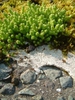 Sedum acre