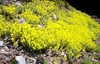 Sedum acre
