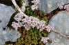 Plant growing among the rocks